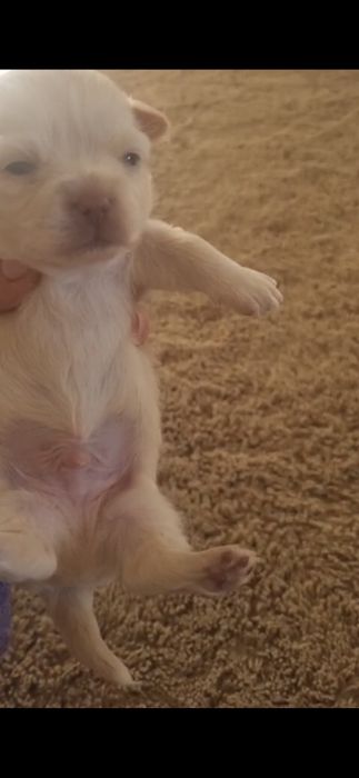 Chihuahua macho puro