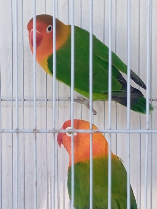 Casal de fhisher  com gaiola e ninho