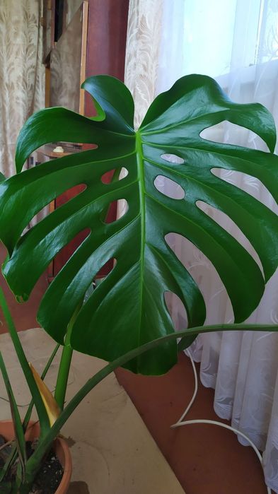 Монстера деликатесная