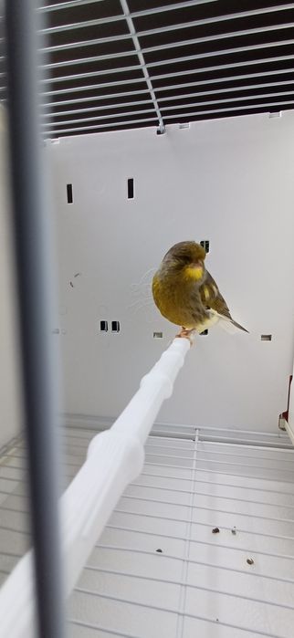 Kanarki Gloster samiec nr 46 z lipca 2024