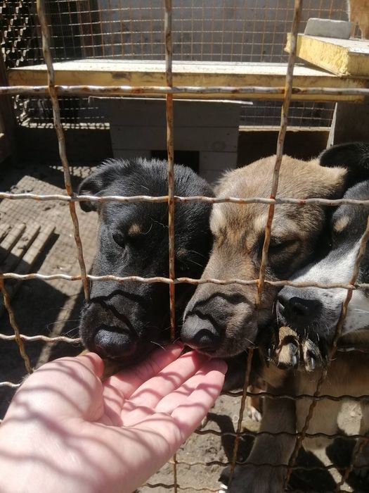 Щенки и котята в добрые руки