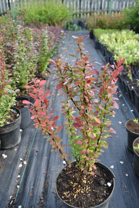 Berberys Thunbetga Atropurpurea