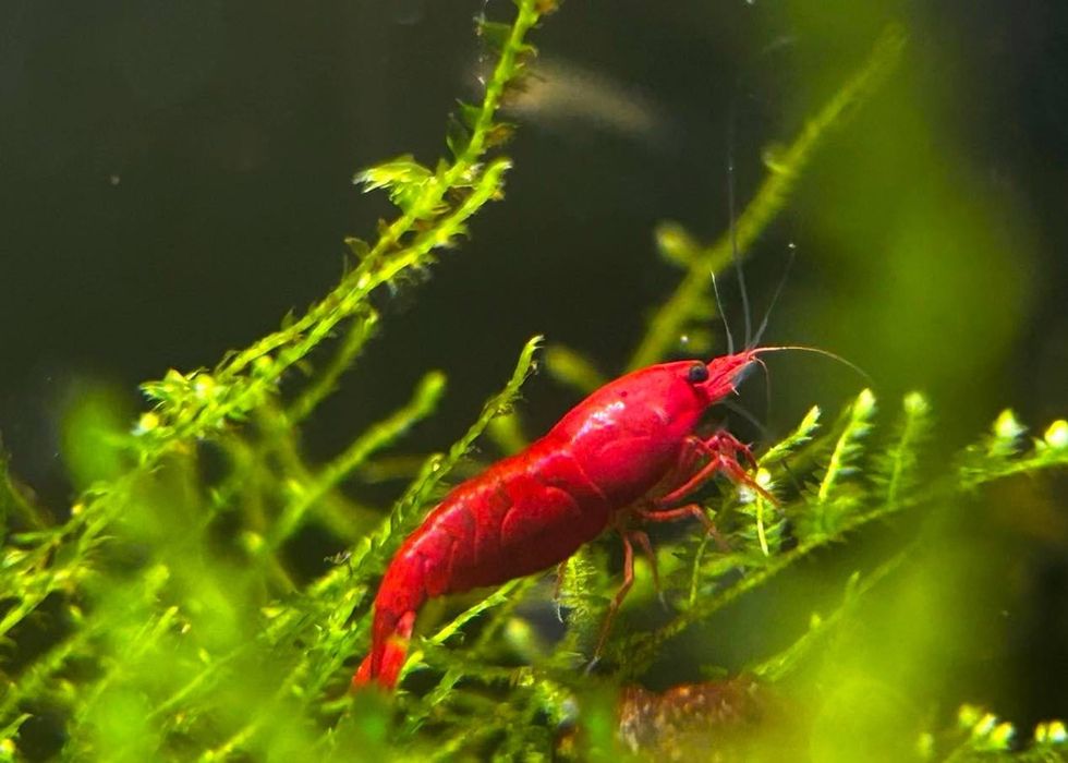 Krawetki Neocardina Bloody Mary Rarytas