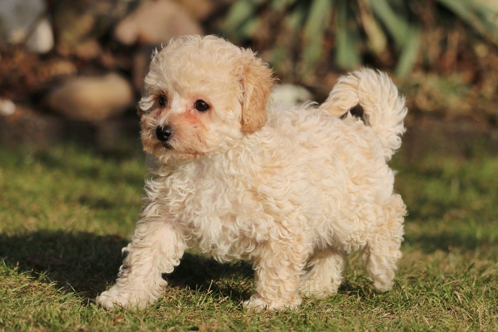 Piękny pudelek toy/miniaturka. Badania rodziców.Kremowy piesek