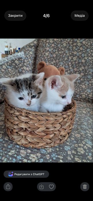 Прилаштовуються кошенята