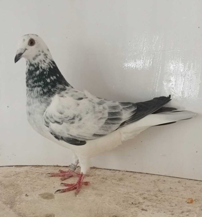 Lindo pombo correio fêmea fantasminha