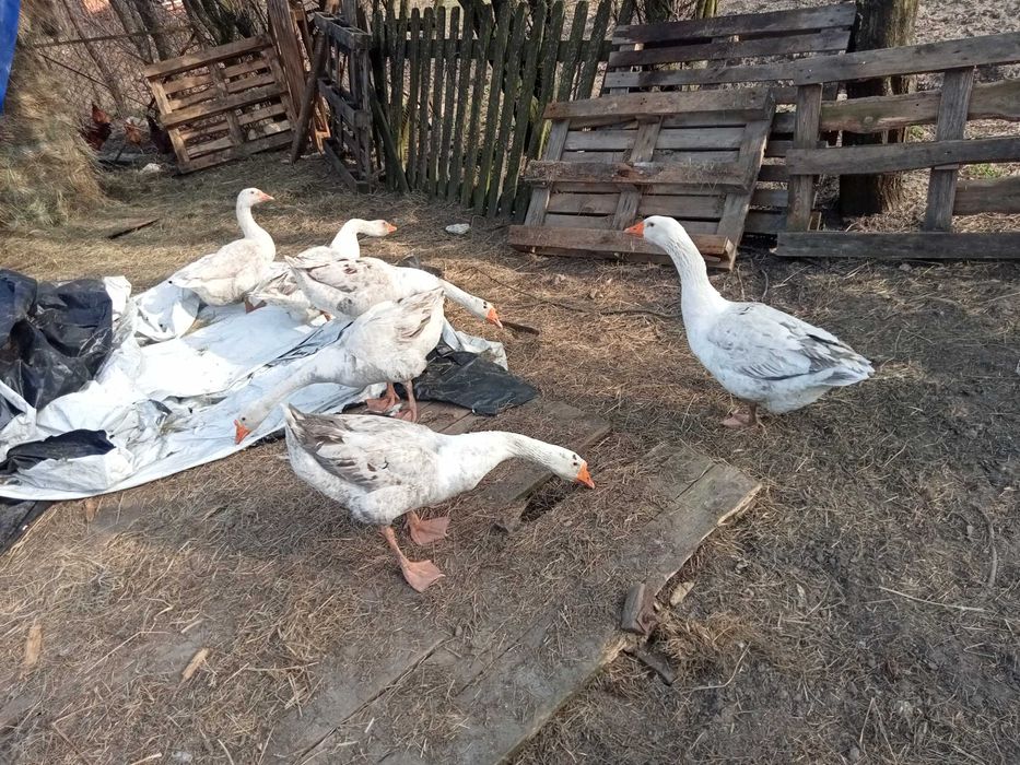 Sprzedam gęsi landes i garbonosy mienszanka