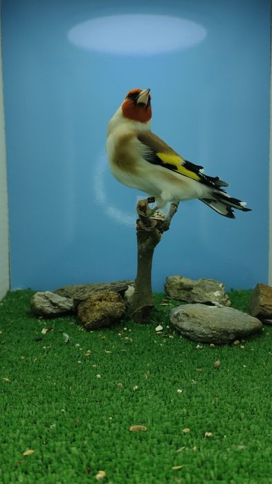 Major clássicos e com mutação