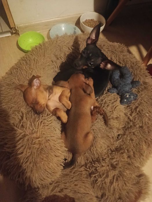 Oddam w dobre ręce suczkę pinczer miniaturka
