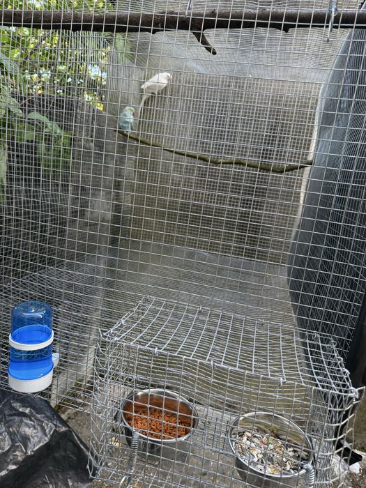 Ring neck albina femea de 2024