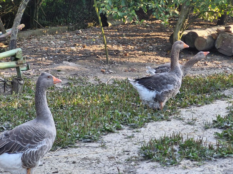 Spredam gęsi landes