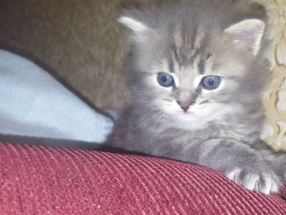 Тигрята Британці, доставка є