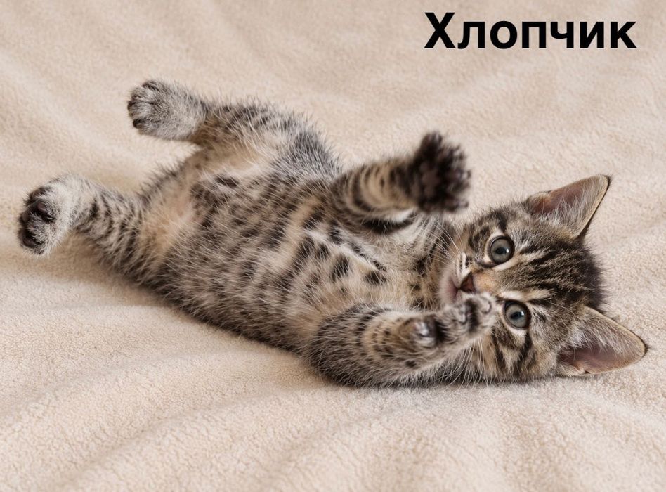 Кошенята шукають дім