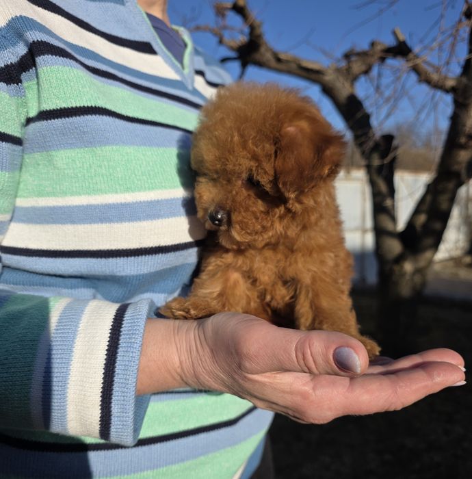Хлопчики та дівчатка. Неймовірні кучеряшки.