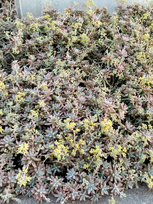 Cactos diversos.