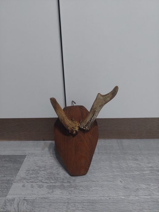 Poroże młodego jelenia