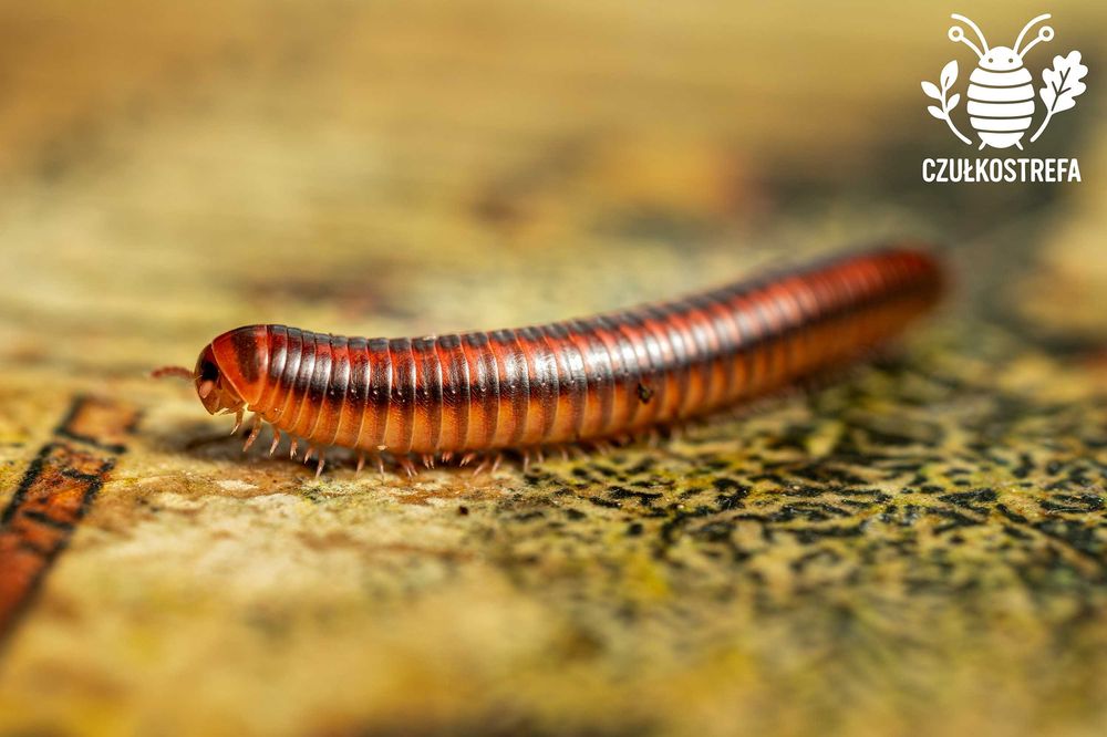 Wij Krocionóg Centrobolus Centrobolus fulgidus