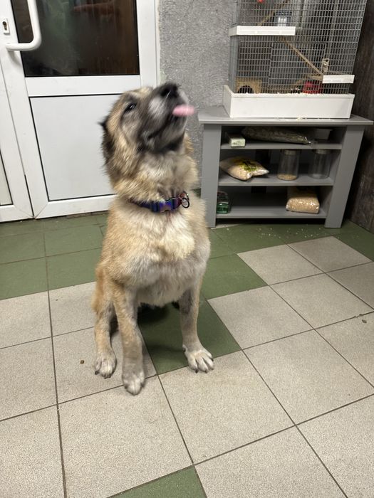 Алабай Лапочка ищет семью