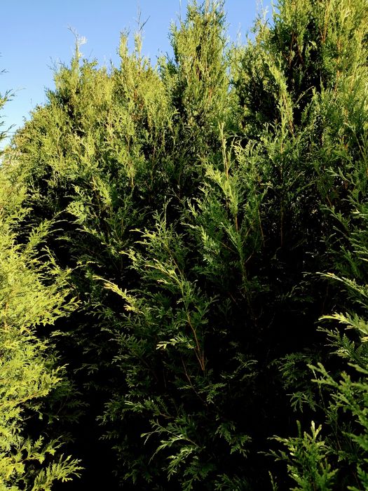 TUJA tuje 100-300 cm SZMARAGD różne odmiany i wysokości drzewek