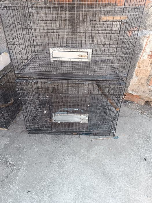 Gaiolas adaptadas para aves de bico curvo