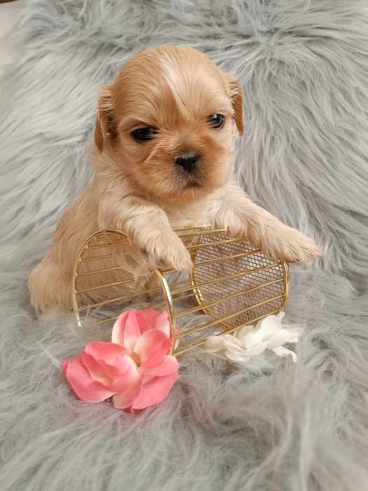 DO ODBIORU Przepiękna jasna suczka rasy Shih-Tzu