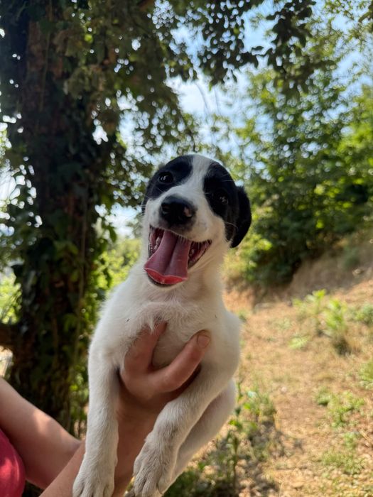 Cadelinhas 2meses porte médio pequeno muito meigas