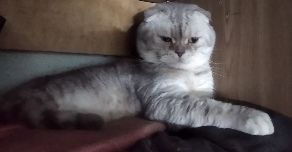 Запрошує на в'язку