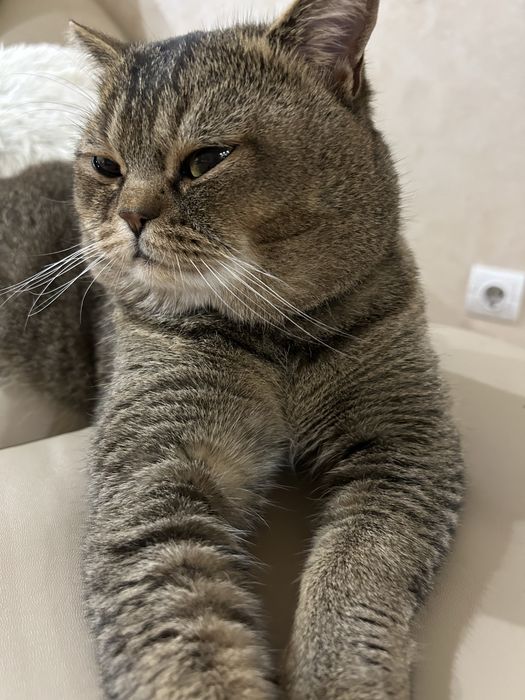 Шотландень Золота шиншилка