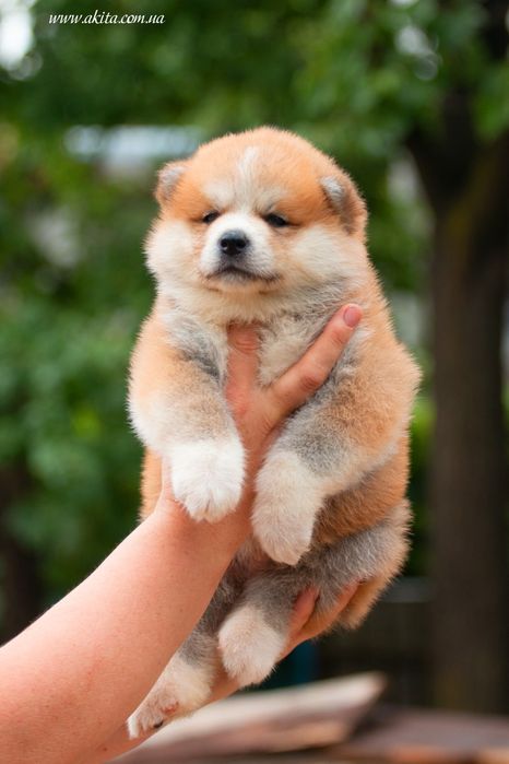 Есектегі ересек аққұба