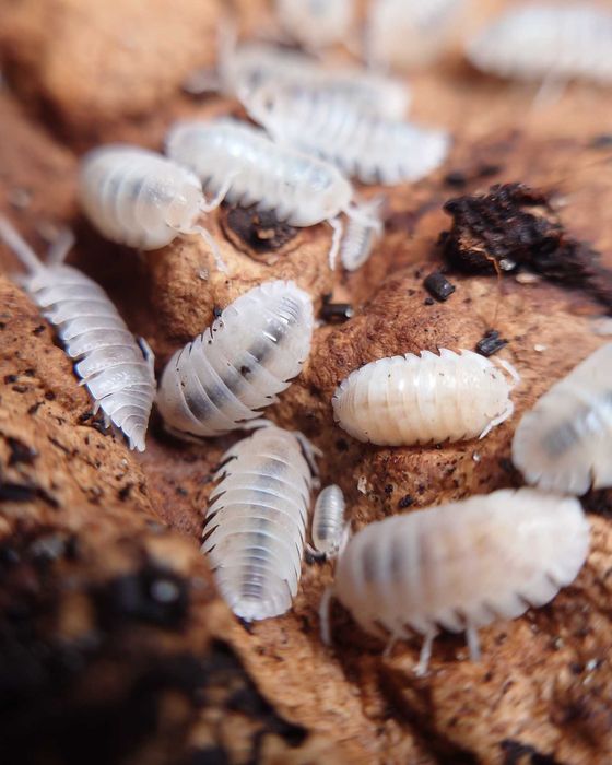 Armadillidium granulatum "White pearl", isopody, 10 szt.