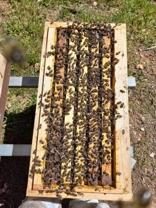 Vendo Enxames de Abelhas - Núcleos 5 quadros (Colmeia Langstroth)