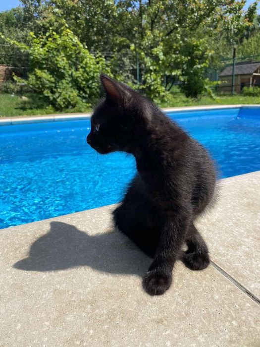 Котята порода Нибелунг