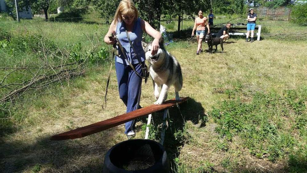 Кінолог/дресирування собак/готель для собак(Боярка/Білогородка/Нове)