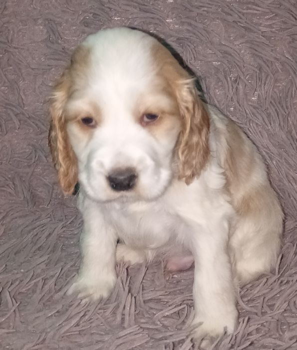 Cocker spaniel angielski