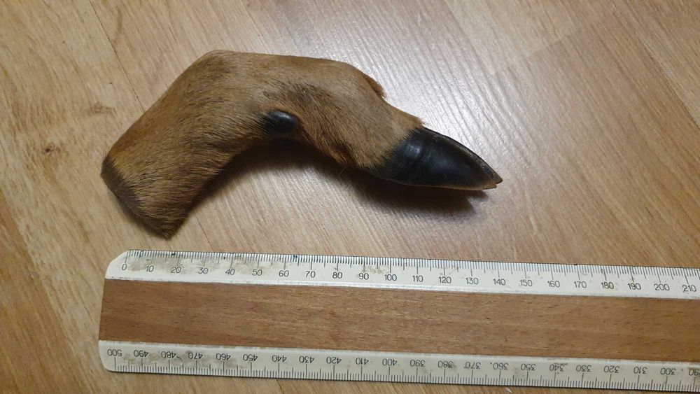 Нога кози на ніж