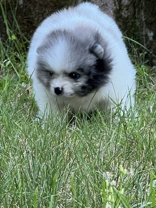 Bardzo piękny szpic pomeranian w rzadkim umaszczeniu biało-niebieski marmurek.