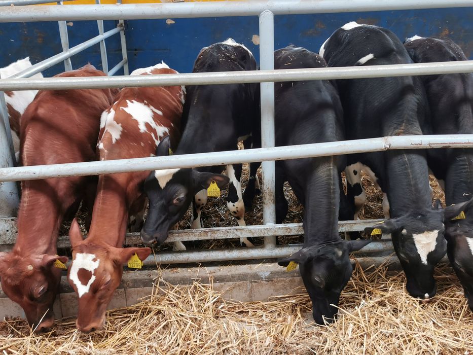 Byczki, Jalowki startery samodzielne