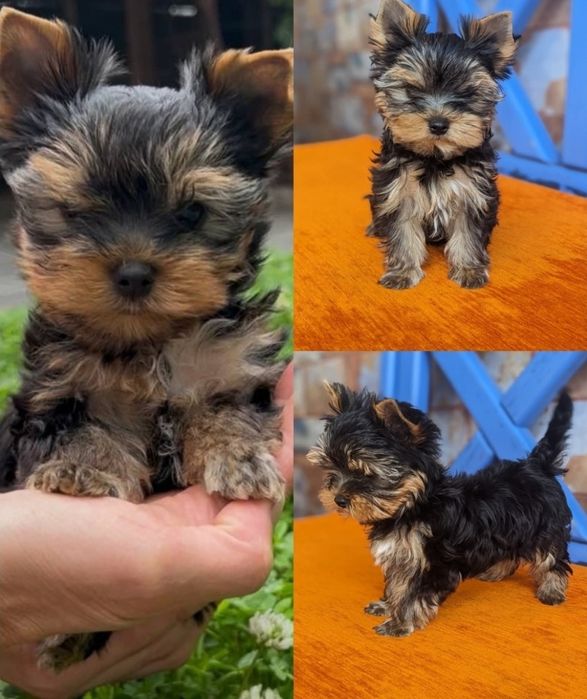 Щенки йорк МИНИ девочки