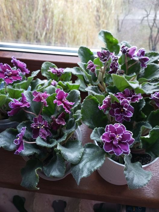 Продам фіалки 100 гр.