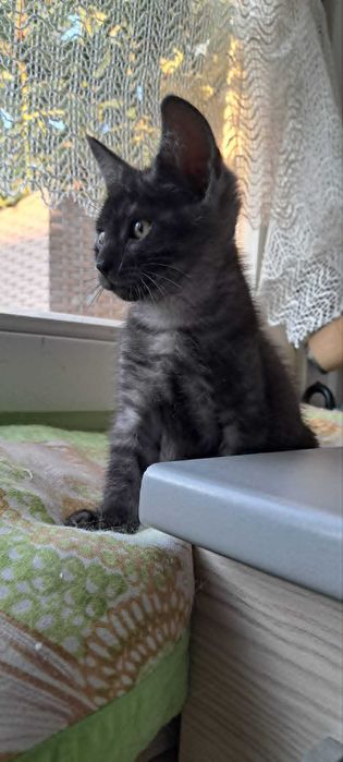 Twoje serce bije mocniej? Adoptuj 10-tygodniowego malucha Teo!