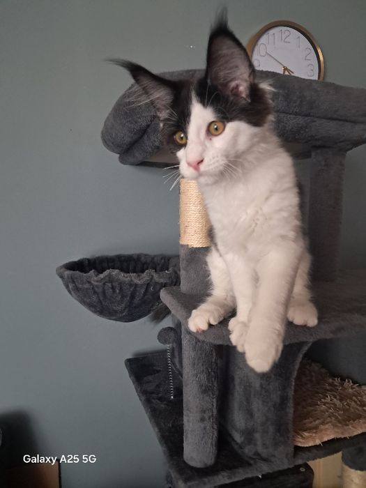 Kocurek Maine Coon gotowy do pójścia  w świat