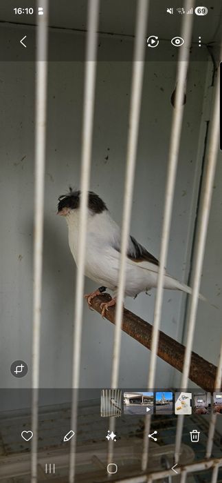 Canaria Gloster de 2025