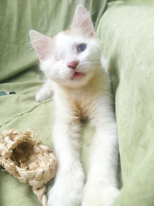 Котята рыжики в добрые руки бесплатно