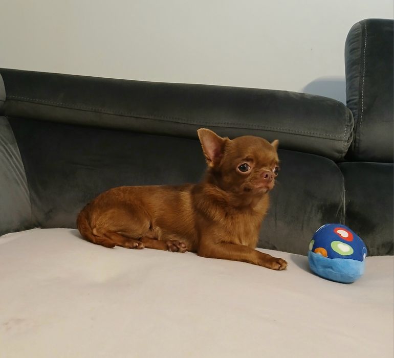 Piesek chihuahua
