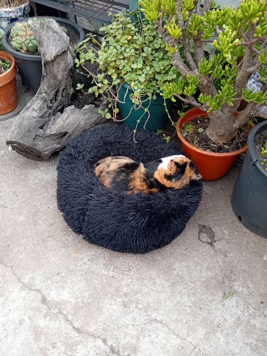 *** Cuido do seu animal de estimação em sua casa – Alentejo ***