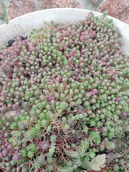 Продам рослину грунтопокривник