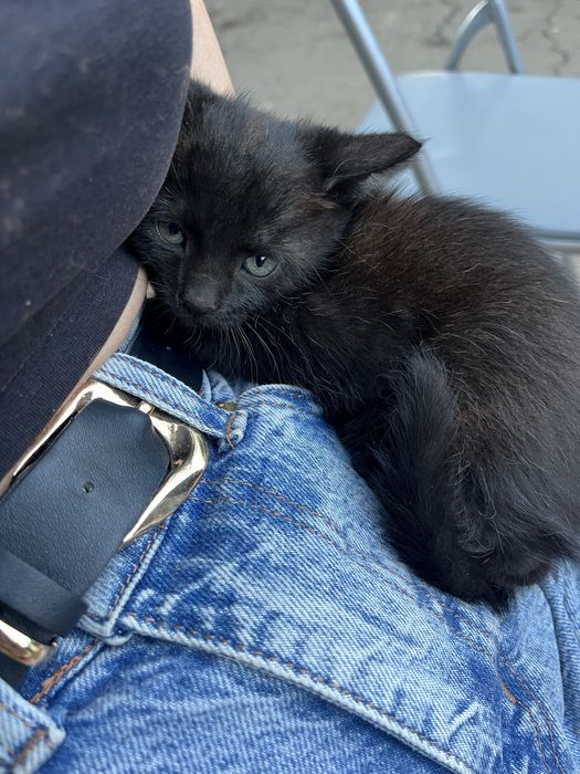 Кошенята в добрі руки безкоштовно / чорні котики/ кошеня