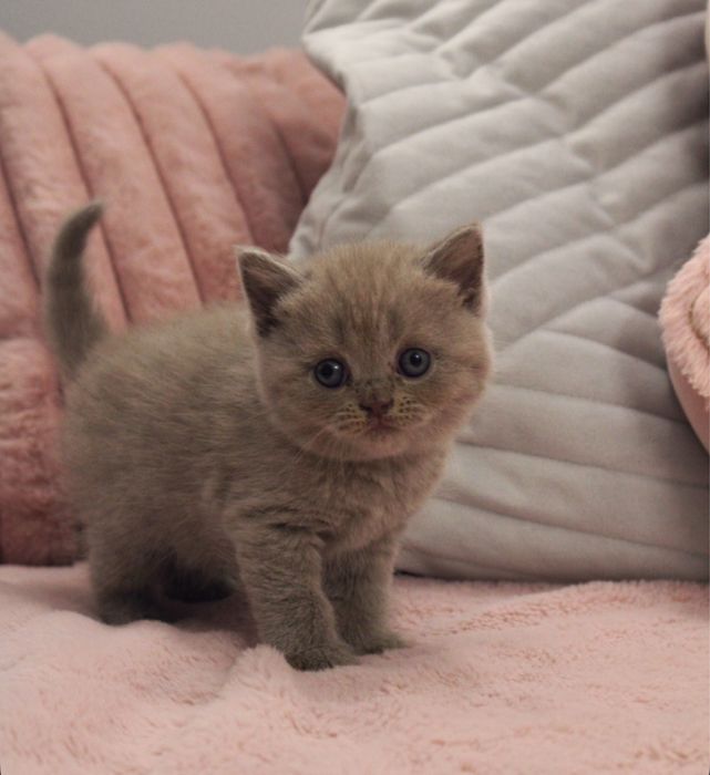 Kot brytyjski - FPL rodowod miedzynarodowy