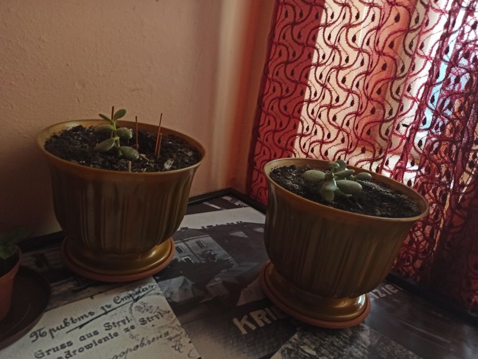 Продається вазон з горщиком