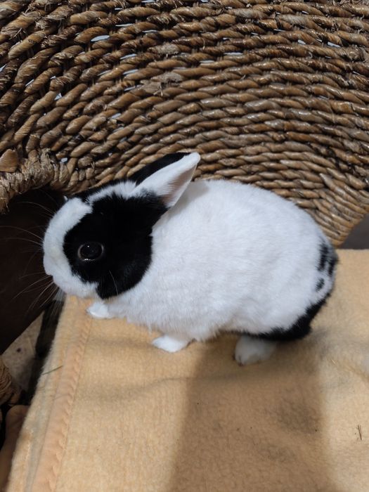 Króliczki do adopcji.